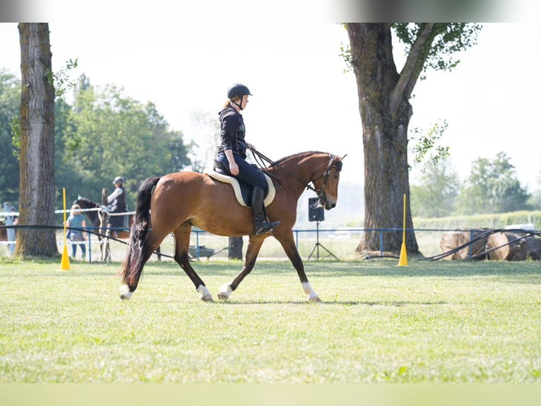 Deutsches Reitpony Wallach 12 Jahre 150 cm  in Grunholz