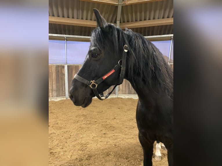Deutsches Reitpony Wallach 12 Jahre 150 cm Rappe in Grabenstetten