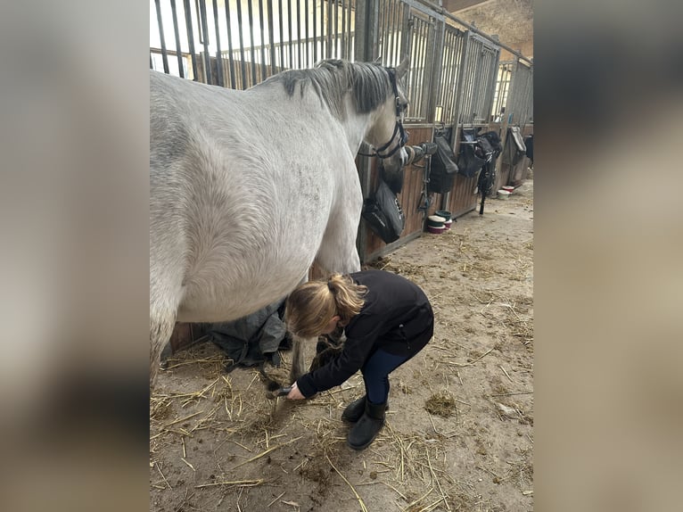 Deutsches Reitpony Wallach 12 Jahre 151 cm Apfelschimmel in Ratingen