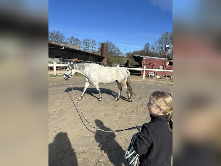 Deutsches Reitpony Wallach 12 Jahre 151 cm Apfelschimmel in Ratingen