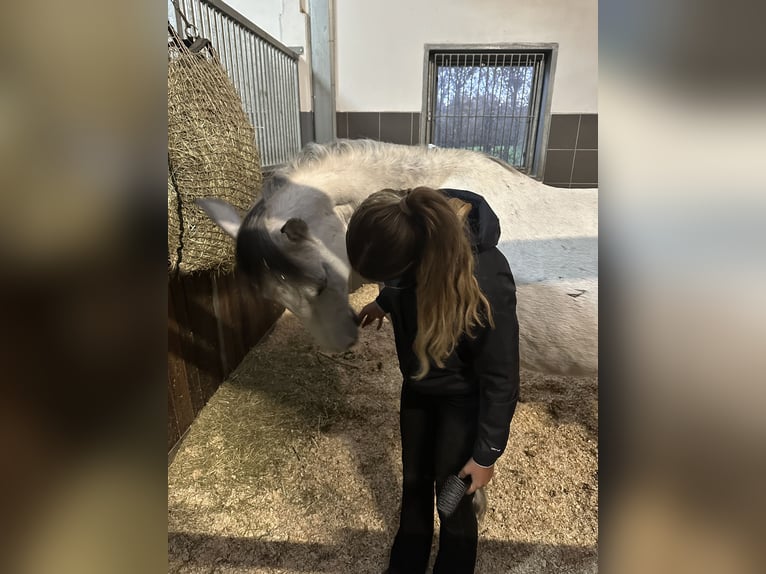 Deutsches Reitpony Wallach 12 Jahre 151 cm Apfelschimmel in Ratingen