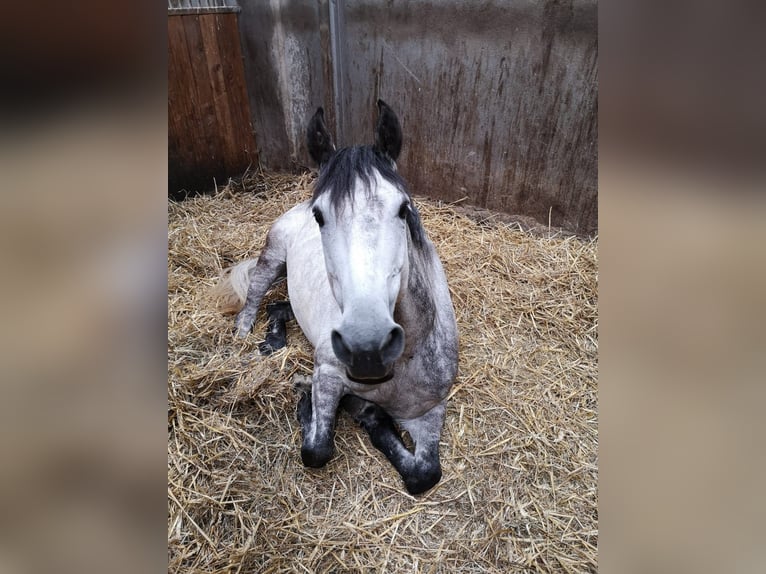 Deutsches Reitpony Wallach 12 Jahre 151 cm Apfelschimmel in Ratingen