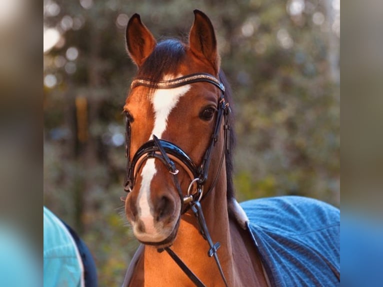 Deutsches Reitpony Wallach 12 Jahre 151 cm Brauner in Schwalmtal