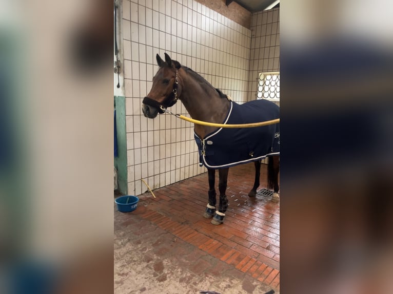 Deutsches Reitpony Wallach 12 Jahre 152 cm Brauner in B&#xF6;sel