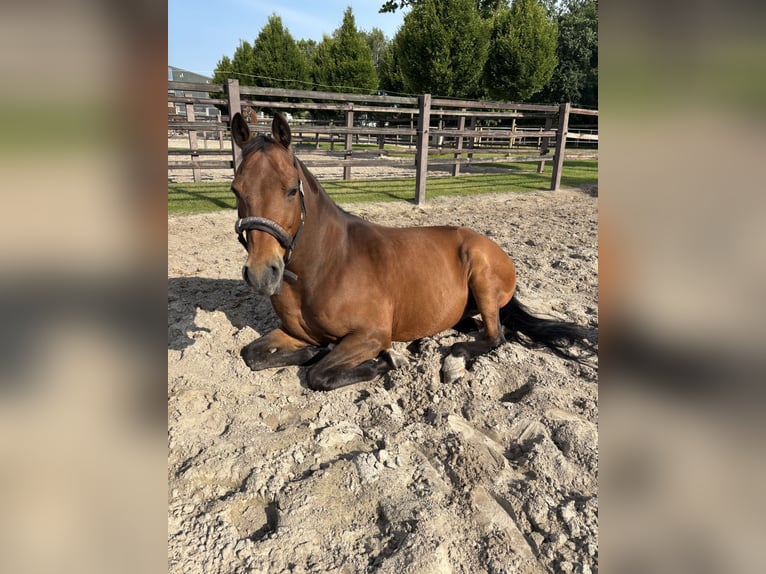Deutsches Reitpony Wallach 12 Jahre 152 cm Brauner in B&#xF6;sel