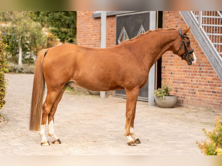 Deutsches Reitpony Wallach 12 Jahre 152 cm Dunkelfuchs in Berlin