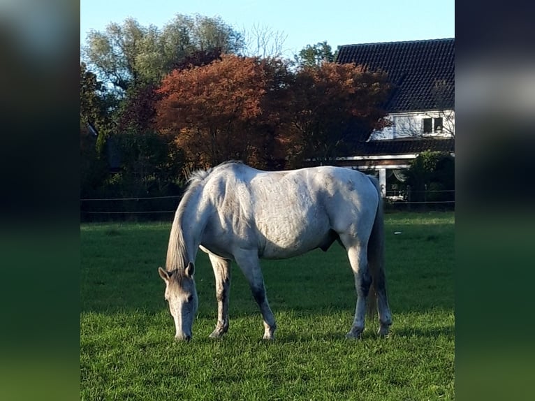 Deutsches Reitpony Wallach 12 Jahre 152 cm Fliegenschimmel in Schwanewede