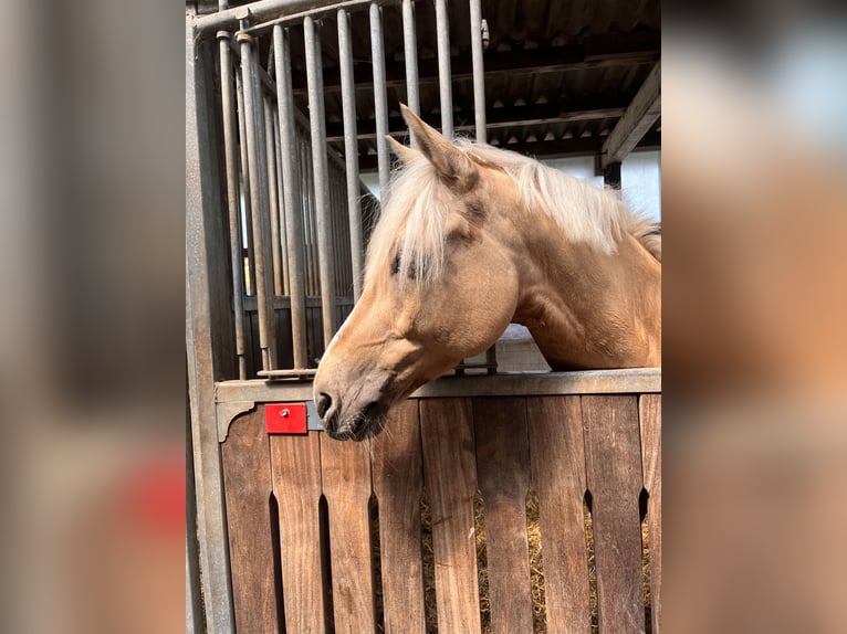 Deutsches Reitpony Wallach 12 Jahre 152 cm Palomino in Hamburg Osdorf