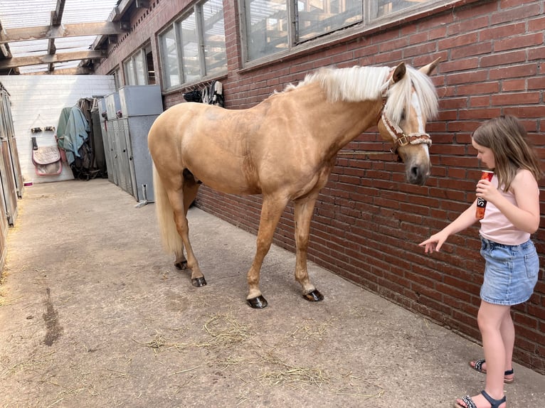 Deutsches Reitpony Wallach 12 Jahre 152 cm Palomino in Hamburg Osdorf