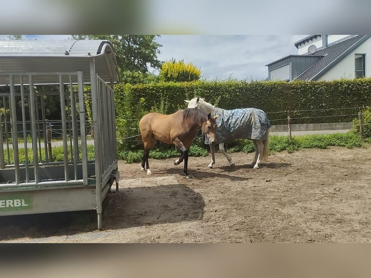 Deutsches Reitpony Wallach 12 Jahre 153 cm Falbe in Mönchengladbach