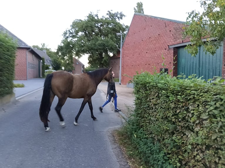 Deutsches Reitpony Wallach 12 Jahre 153 cm Falbe in Mönchengladbach