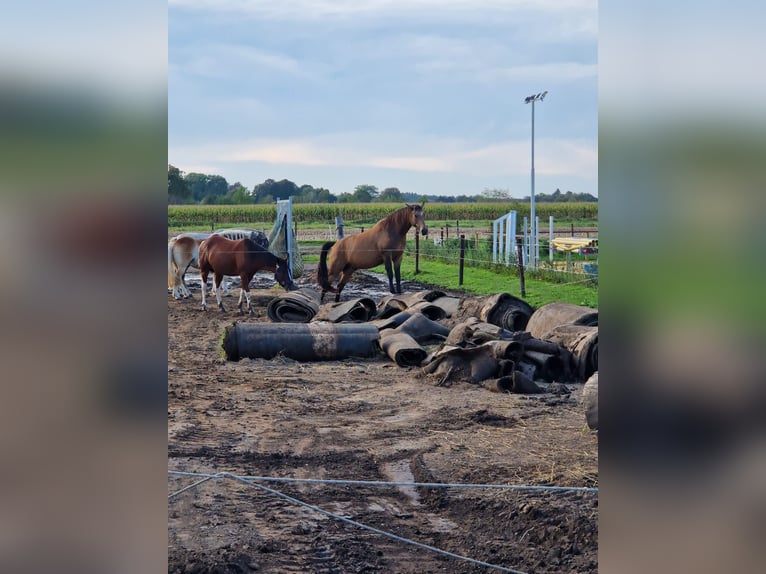 Deutsches Reitpony Wallach 12 Jahre 153 cm Falbe in Mönchengladbach