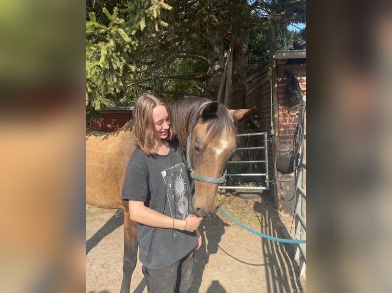 Deutsches Reitpony Wallach 12 Jahre 153 cm Falbe in Mönchengladbach
