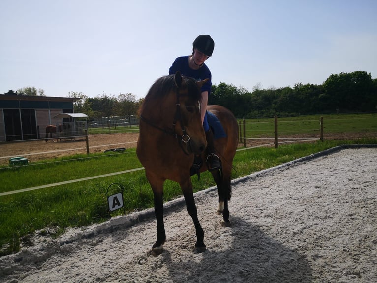 Deutsches Reitpony Wallach 12 Jahre 153 cm Falbe in Mönchengladbach