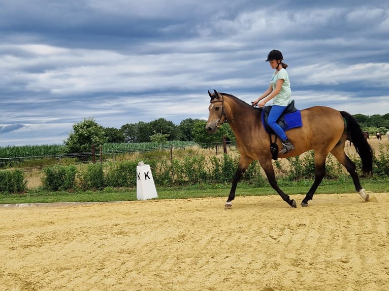 Deutsches Reitpony Wallach 12 Jahre 153 cm Falbe in Mönchengladbach