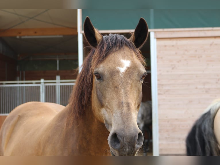 Deutsches Reitpony Wallach 12 Jahre 153 cm Falbe in Mönchengladbach