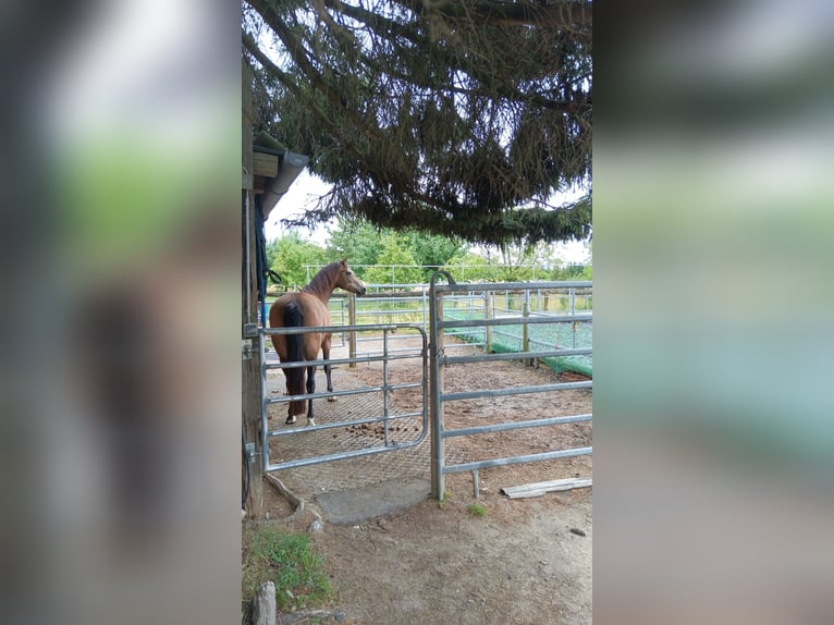 Deutsches Reitpony Wallach 12 Jahre 153 cm Falbe in Mönchengladbach