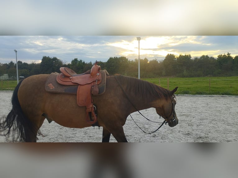 Deutsches Reitpony Wallach 12 Jahre 153 cm Falbe in Mönchengladbach