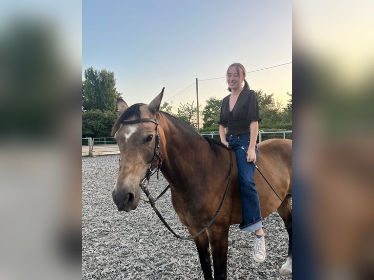 Deutsches Reitpony Wallach 12 Jahre 153 cm Falbe in Mönchengladbach