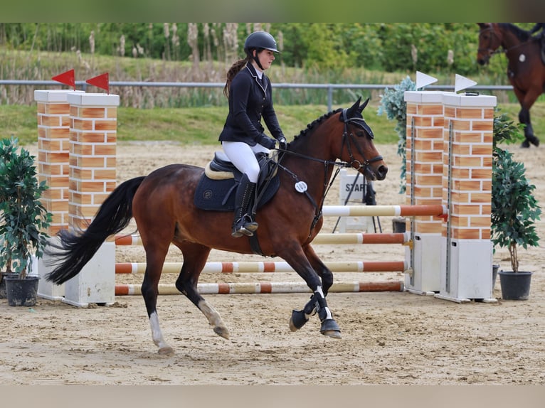 Deutsches Reitpony Wallach 12 Jahre 154 cm Brauner in Pirmasens