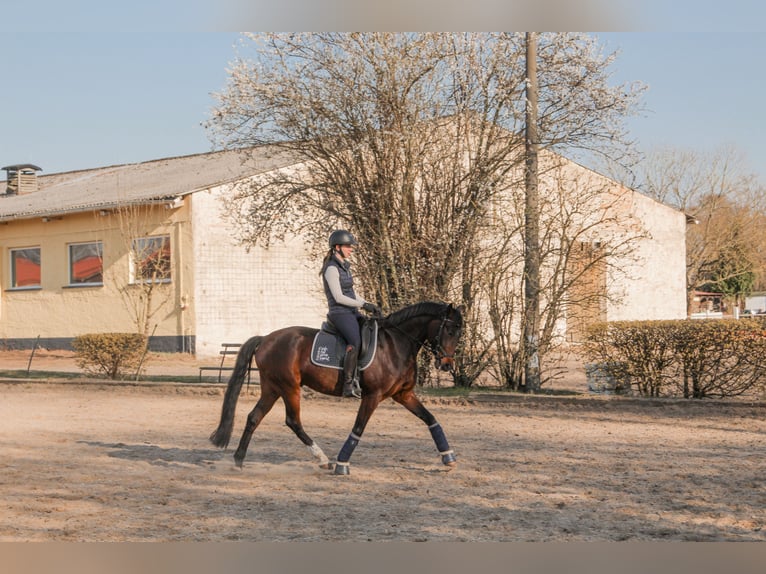 Deutsches Reitpony Wallach 12 Jahre 155 cm Brauner in Oranienburg, Deutschland