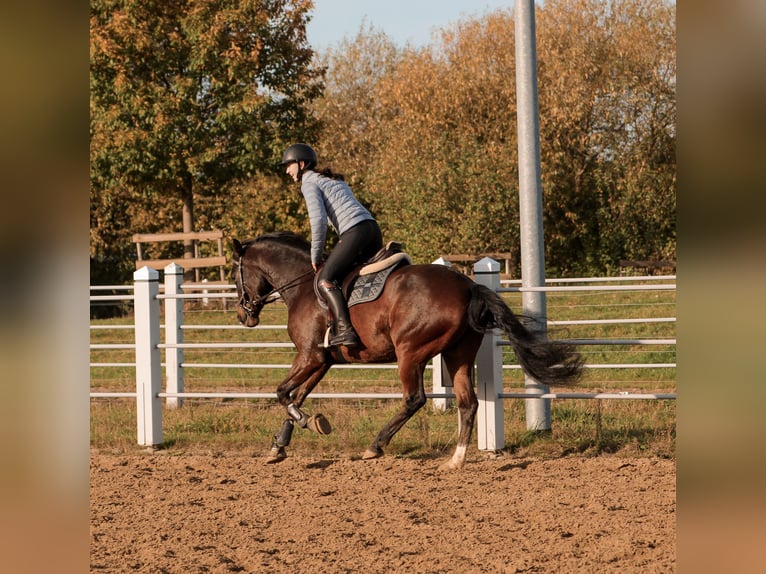Deutsches Reitpony Wallach 12 Jahre 155 cm Brauner in Oranienburg