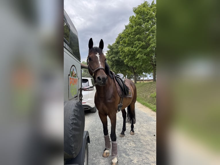 Deutsches Reitpony Wallach 12 Jahre 156 cm Brauner in Litzendorf