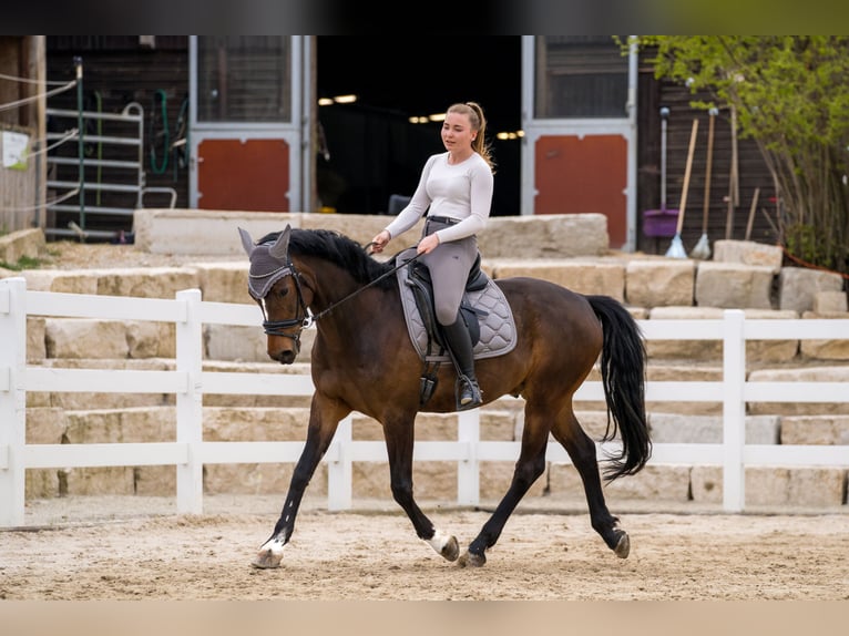 Deutsches Reitpony Wallach 12 Jahre 156 cm Brauner in Litzendorf