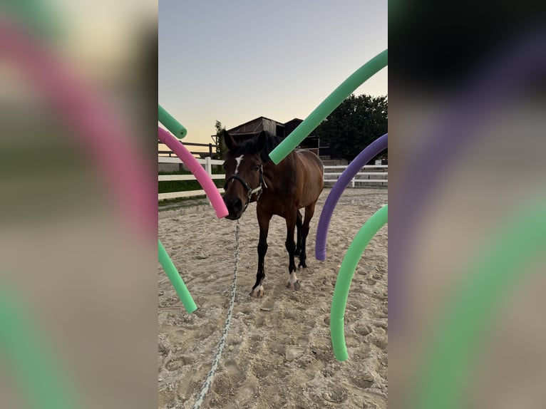 Deutsches Reitpony Wallach 12 Jahre 156 cm Brauner in Litzendorf