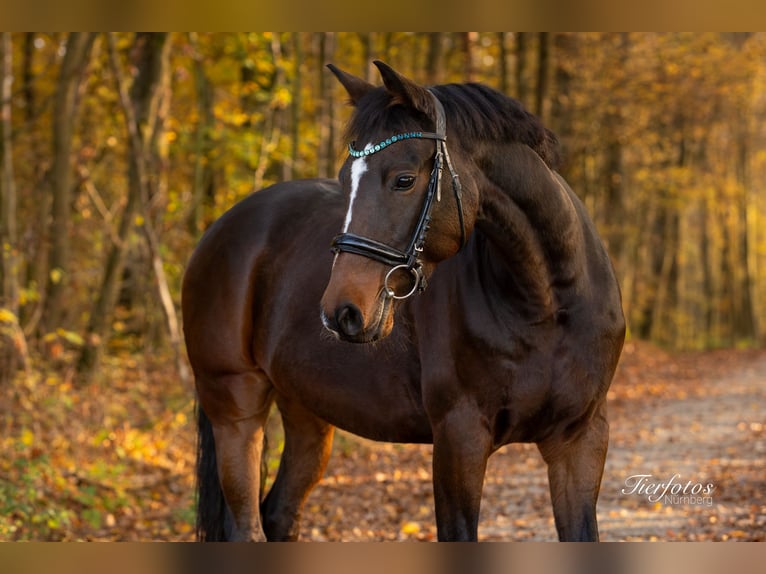 Deutsches Reitpony Wallach 12 Jahre 156 cm Brauner in Litzendorf