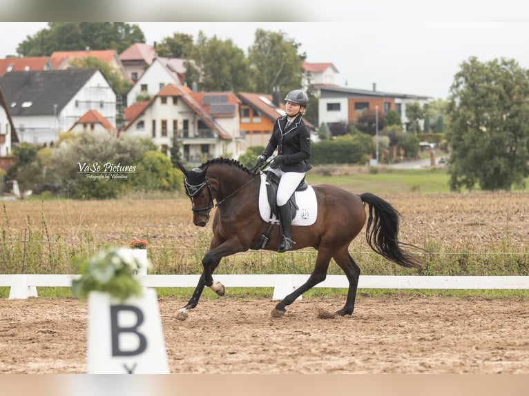 Deutsches Reitpony Wallach 12 Jahre 156 cm Brauner in Litzendorf