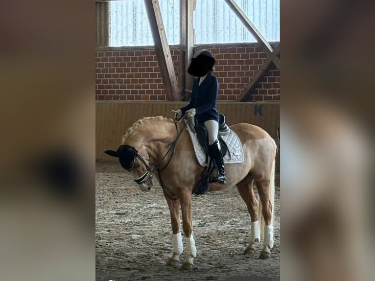 Deutsches Reitpony Wallach 12 Jahre 156 cm Palomino in Minden