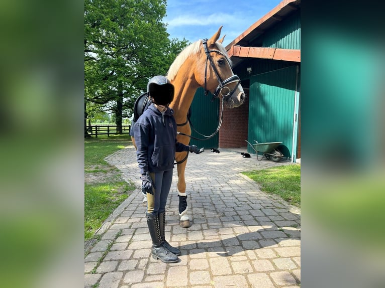 Deutsches Reitpony Wallach 12 Jahre 156 cm Palomino in Minden