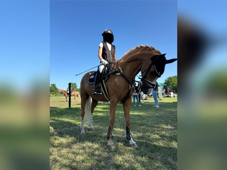 Deutsches Reitpony Wallach 12 Jahre 156 cm Palomino in Minden