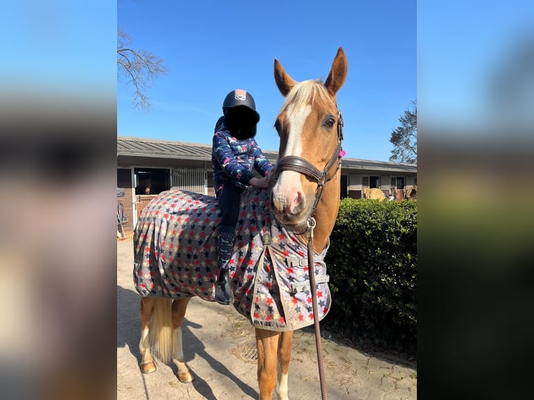 Deutsches Reitpony Wallach 12 Jahre 156 cm Palomino in Minden