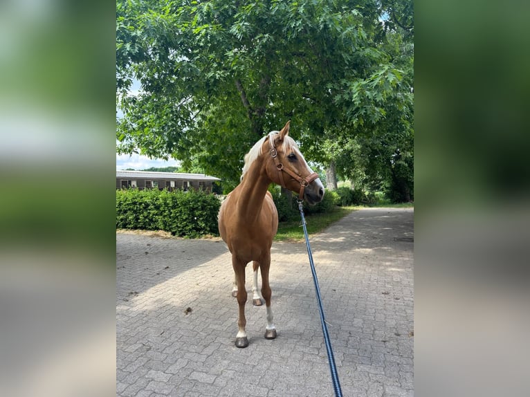 Deutsches Reitpony Wallach 12 Jahre 156 cm Palomino in Minden