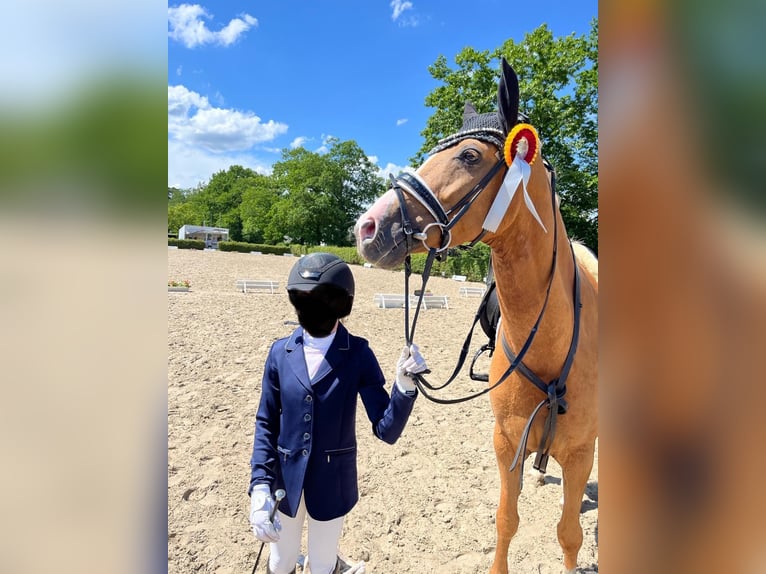 Deutsches Reitpony Wallach 12 Jahre 156 cm Palomino in Minden