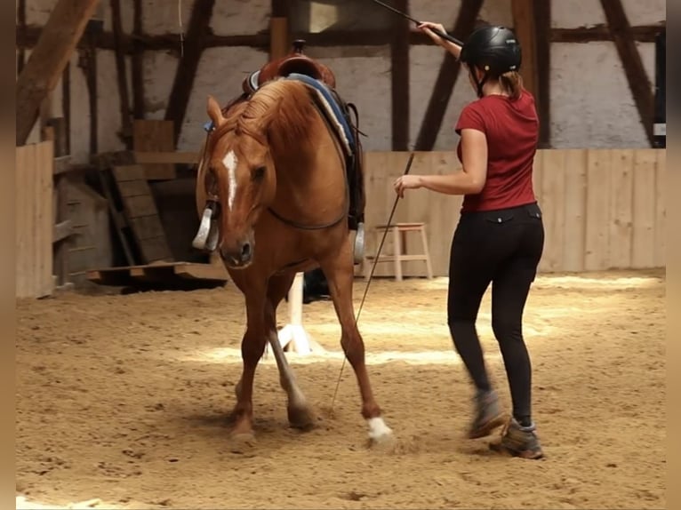 Deutsches Reitpony Wallach 12 Jahre 156 cm Red Dun in Borken