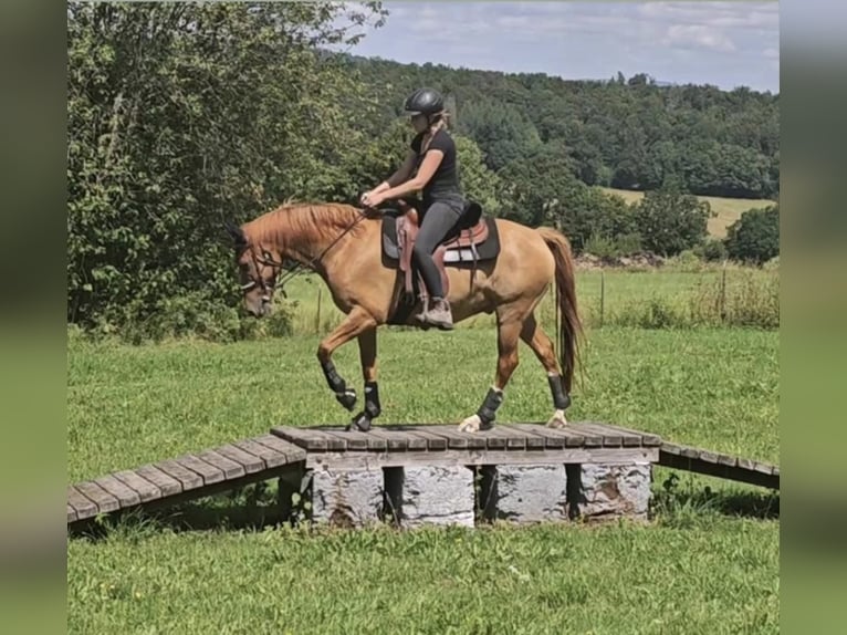 Deutsches Reitpony Wallach 12 Jahre 156 cm Red Dun in Borken