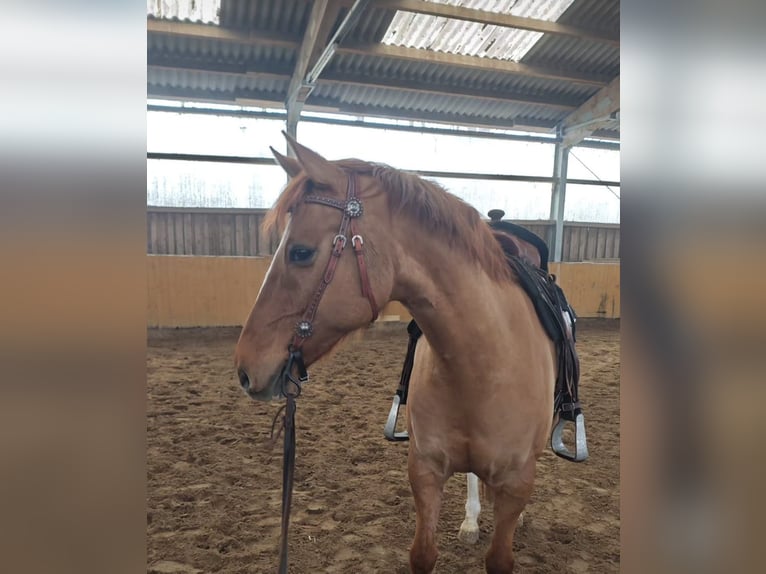 Deutsches Reitpony Wallach 12 Jahre 156 cm Red Dun in Borken