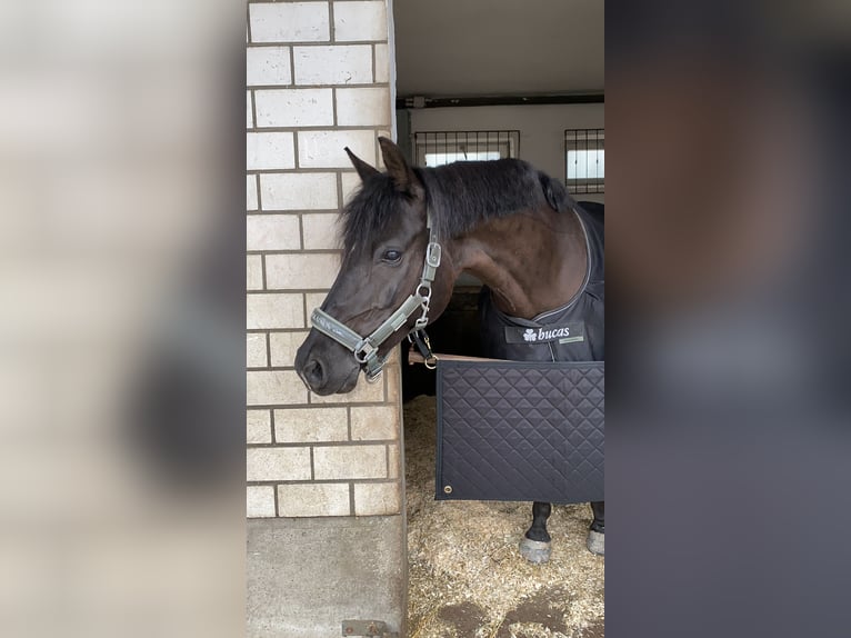 Deutsches Reitpony Wallach 12 Jahre in Mannheim
