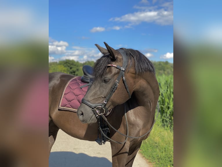 Deutsches Reitpony Wallach 12 Jahre in Mannheim