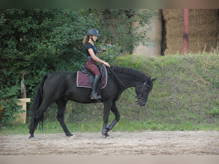 Deutsches Reitpony Wallach 12 Jahre in Mannheim