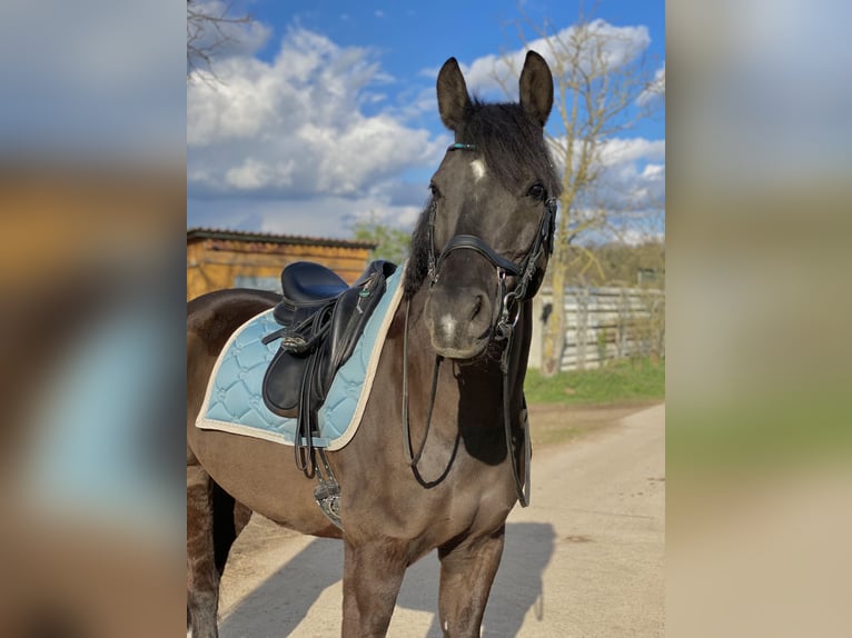 Deutsches Reitpony Wallach 12 Jahre in Mannheim