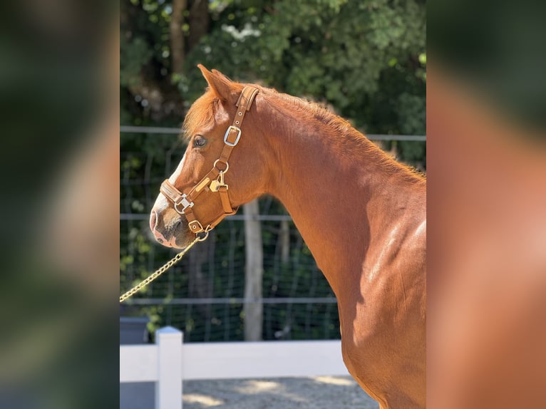 Deutsches Reitpony Wallach 12 Jahre in HülbenHülben