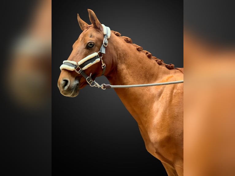 Deutsches Reitpony Wallach 12 Jahre  in Waakirchen