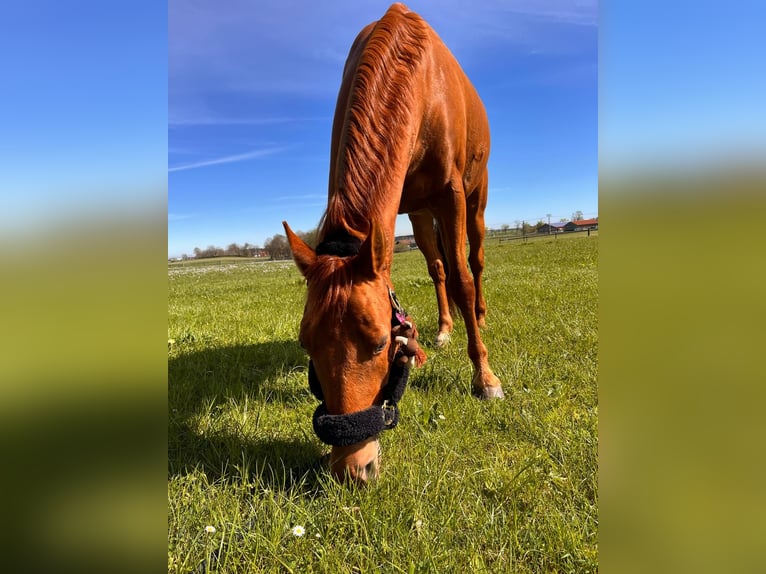 Deutsches Reitpony Wallach 12 Jahre  in Waakirchen