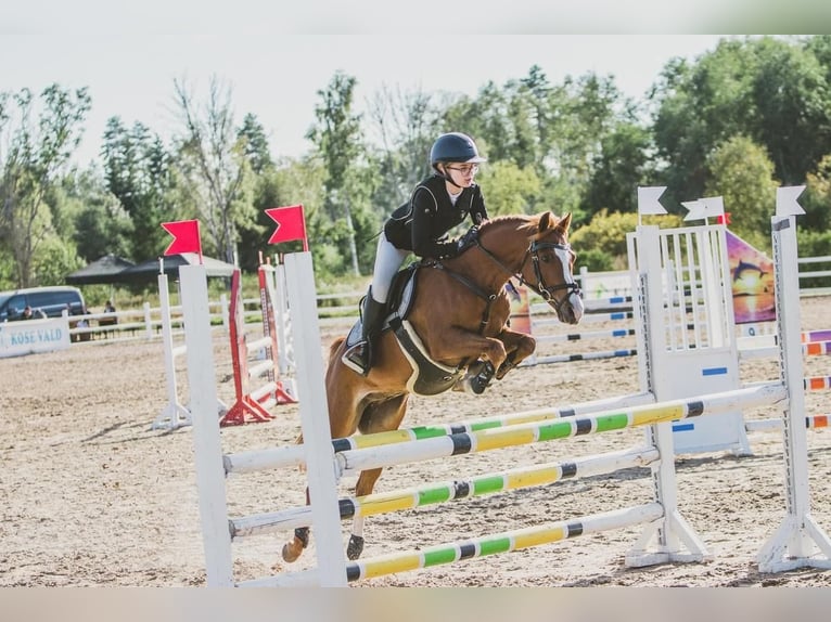 Deutsches Reitpony Wallach 12 Jahre Dunkelfuchs in Laulasmaa