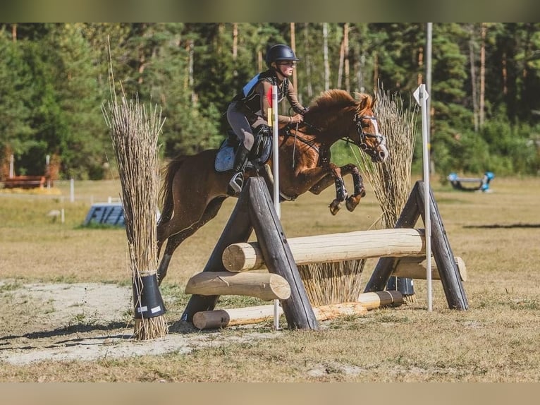 Deutsches Reitpony Wallach 12 Jahre Dunkelfuchs in Laulasmaa