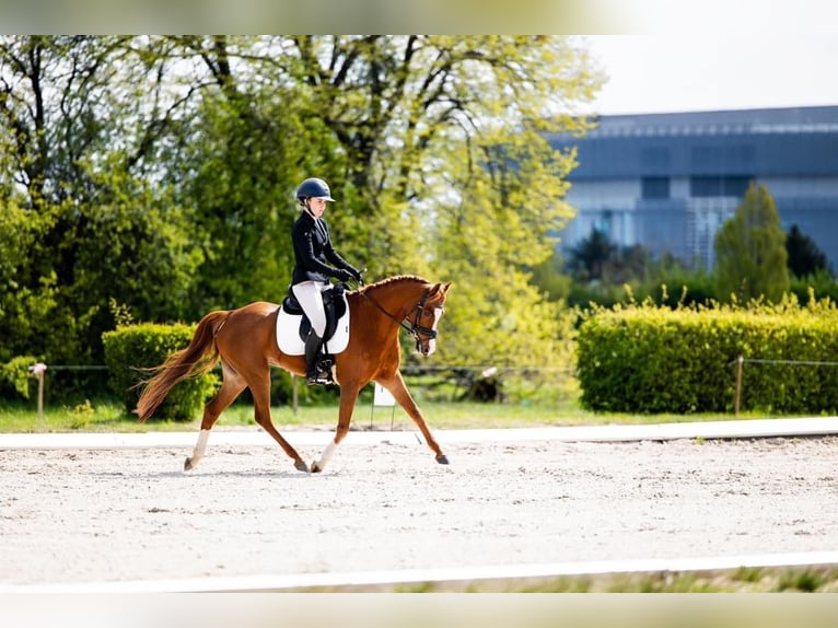 Deutsches Reitpony Wallach 12 Jahre Dunkelfuchs in Laulasmaa